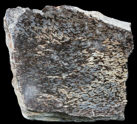 Polished Pliosaur (Liopleurodon) Bone - England #53436